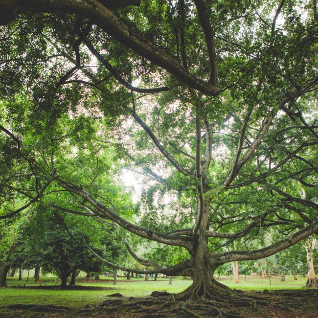 A voir Sri Lanka - Peradeniya