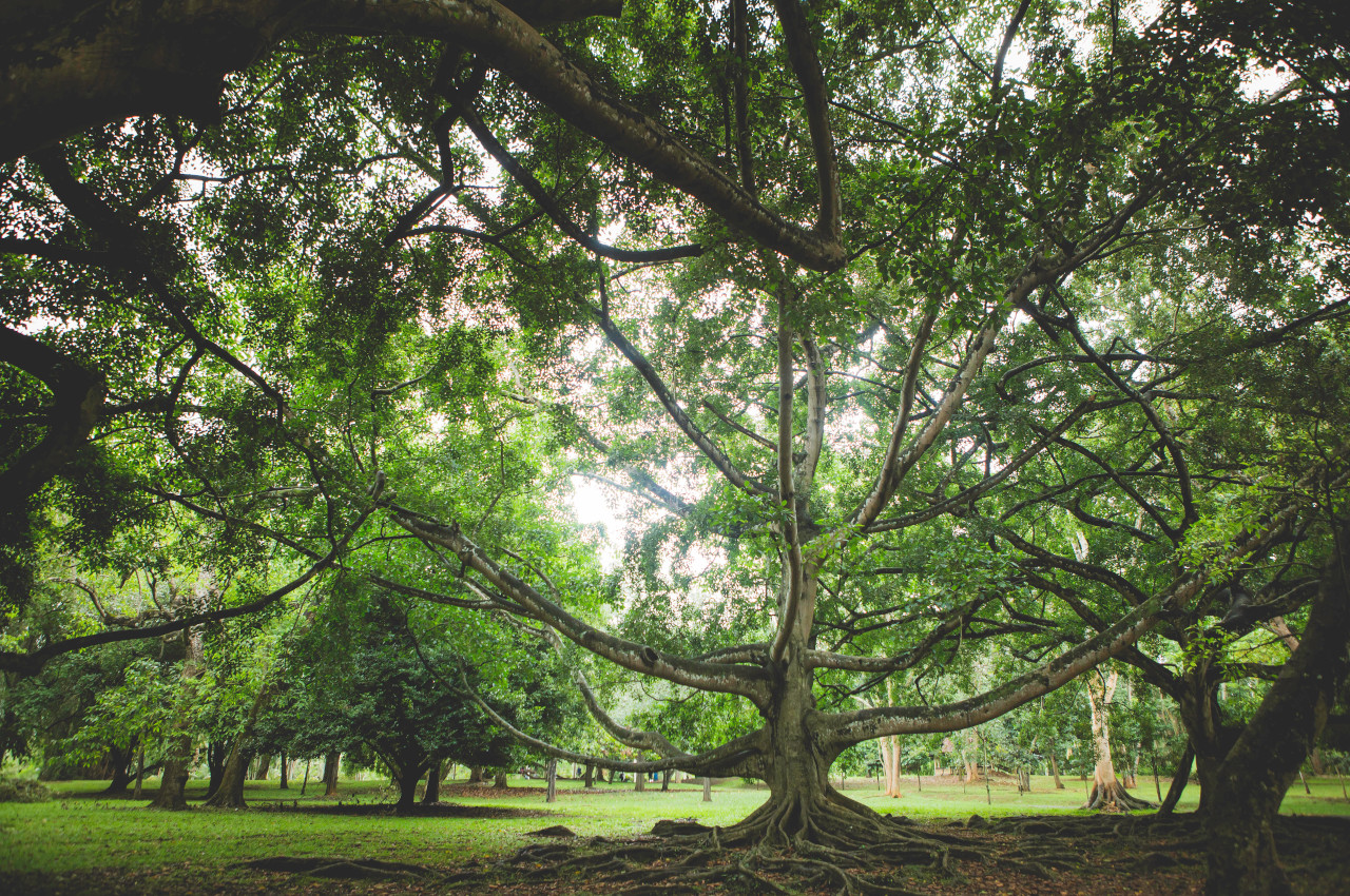 A voir Sri Lanka - Peradeniya