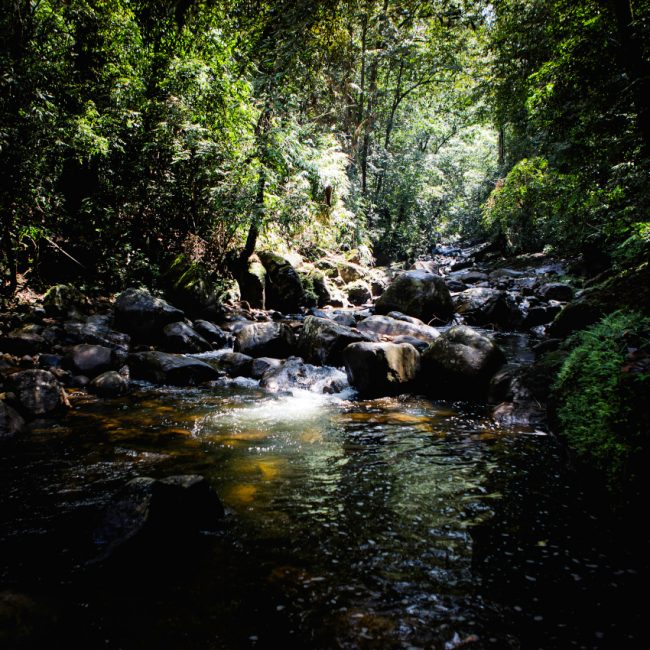 A voir Sri Lanka - Sinharaja