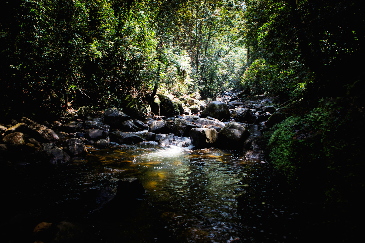 A voir Sri Lanka - Sinharaja