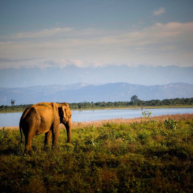 A voir Sri Lanka - Udawalawe
