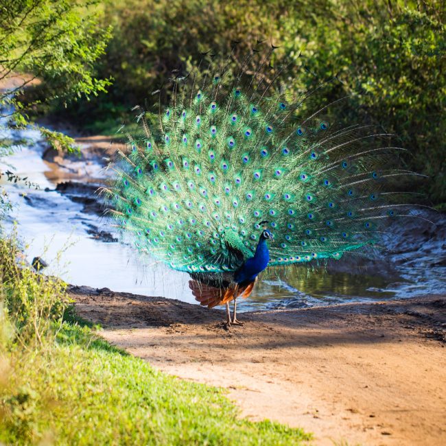 A voir Sri Lanka - Yala