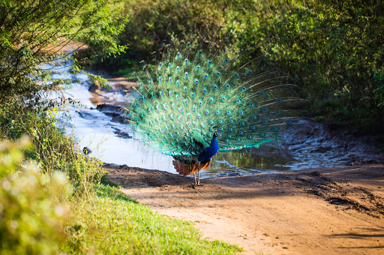 A voir Sri Lanka - Yala