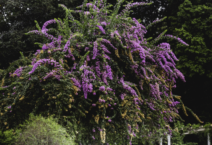 Le jardin royal de Peradeniya, un jardin magnifique aux plantes propres au Sri lanka