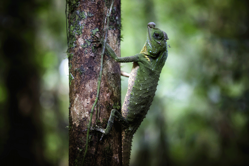 Découvrez la forêt primaire de Sinhajara, lieu de vie de nombreux animaux sauvages au Sri lanka