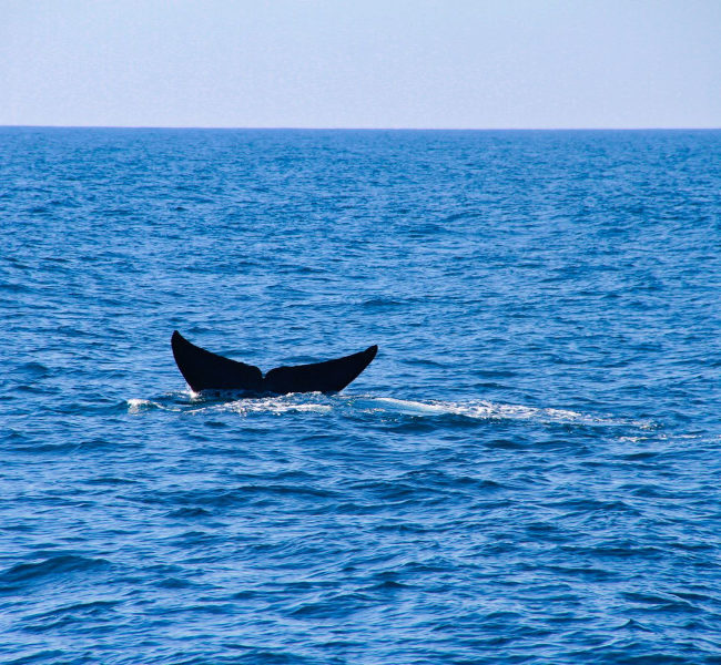 Whale Watching