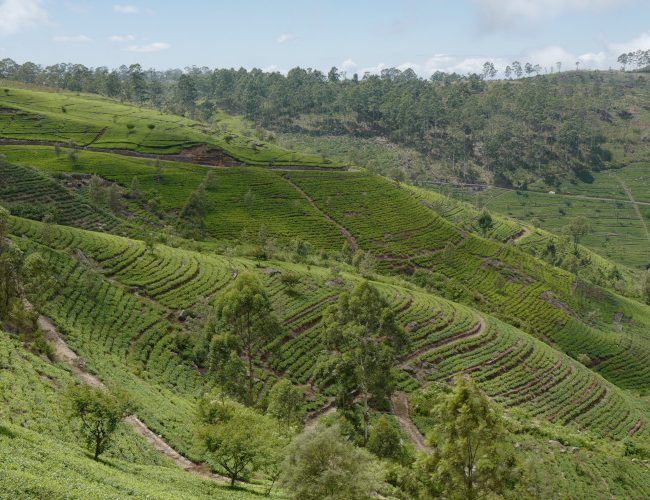 La région de Lipton Seat