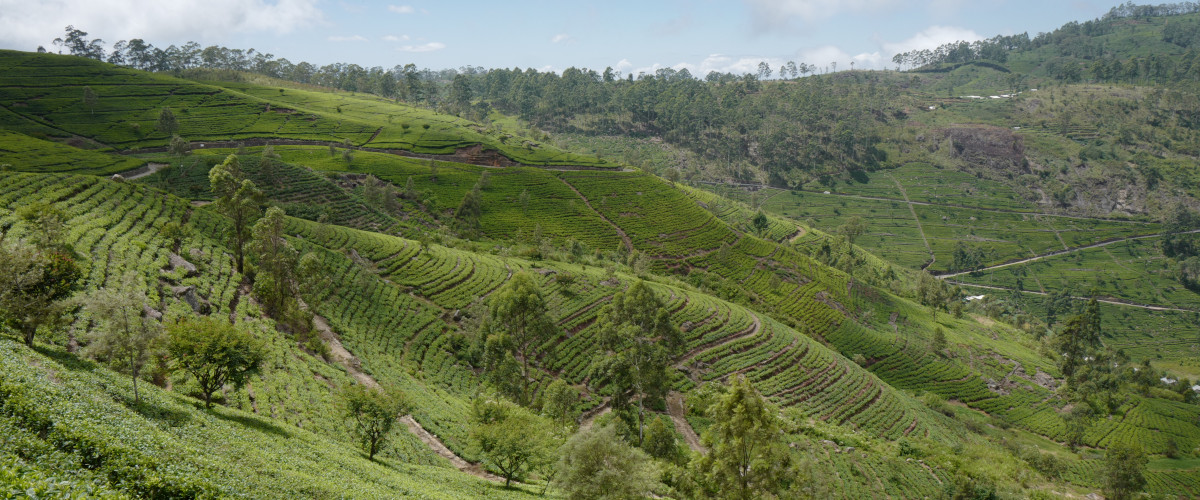 La région de Lipton Seat