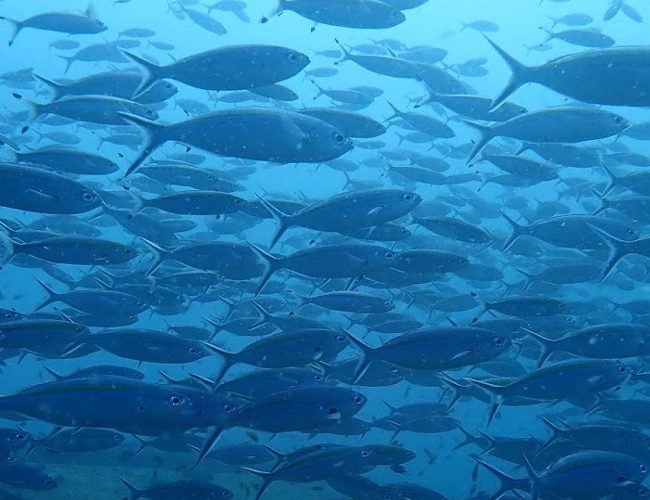 Faune sous-marine au Sri Lanka
