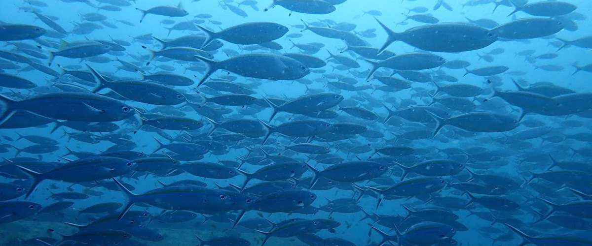 Faune sous-marine au Sri Lanka
