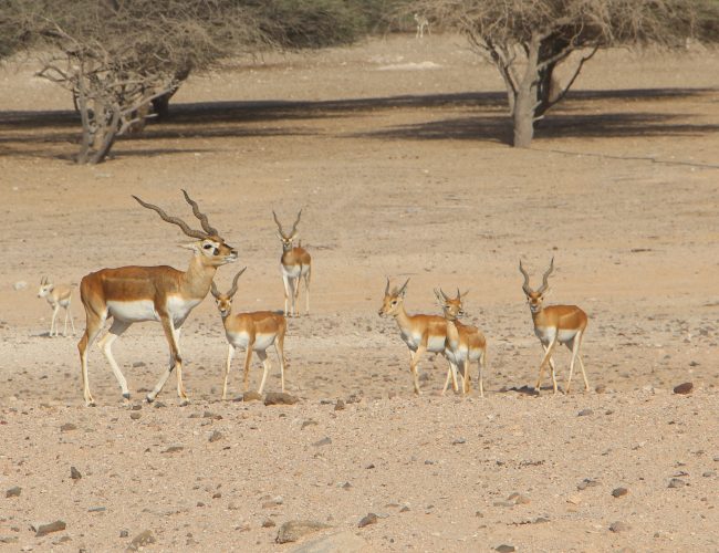 La reserve sir bani yas island