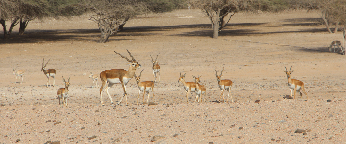La reserve sir bani yas island