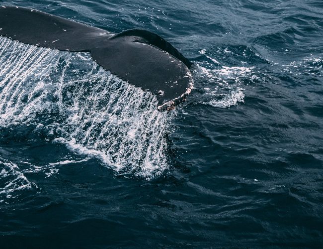 Baleine du Sri Lanka